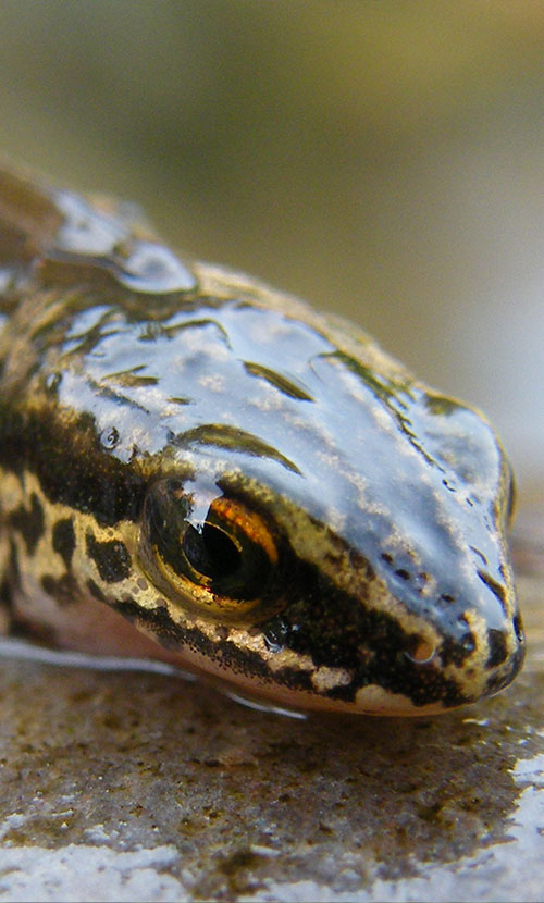 A picture of a Durleigh Smooth Newt