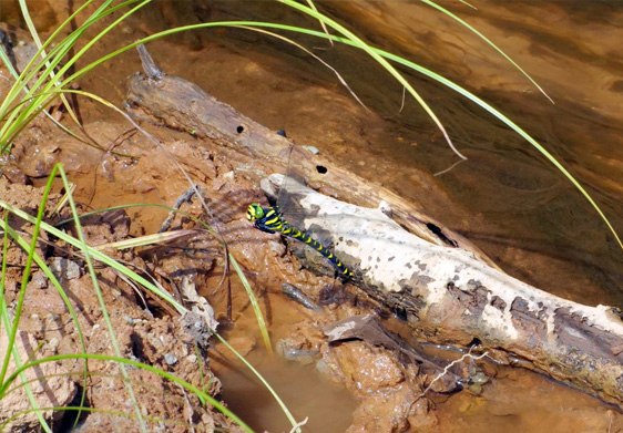 Dragonfly At Durleigh Wetlands