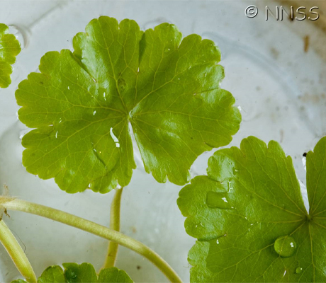 Floating Pennywort