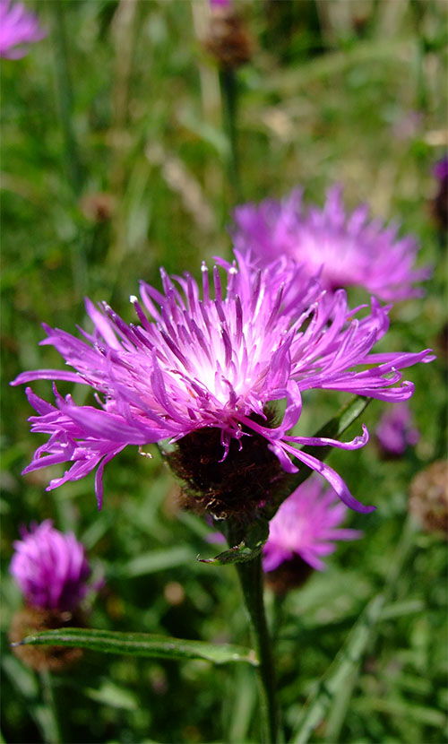 A picture of the Durleigh Common Knapweed, a purple flower