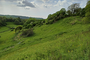 Charmy Down valley slopes after hedge cutting