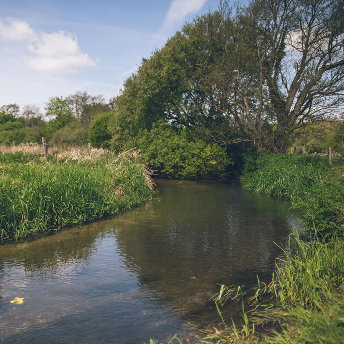 River surrounded by trees and grass on a sunny day